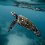 Turtle swimming - top 7 coral reefs you must visit