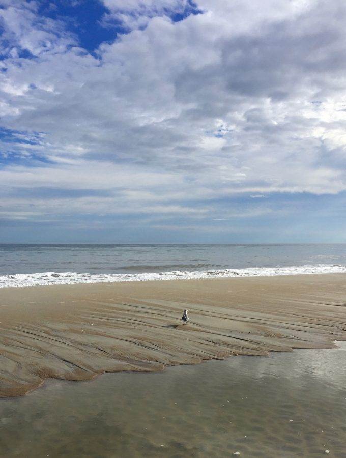 birds on beach