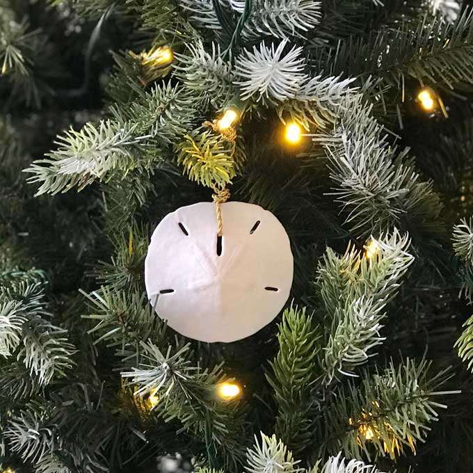 Sand dollar Christmas ornament