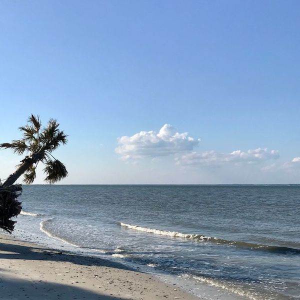 Beach with palm tree