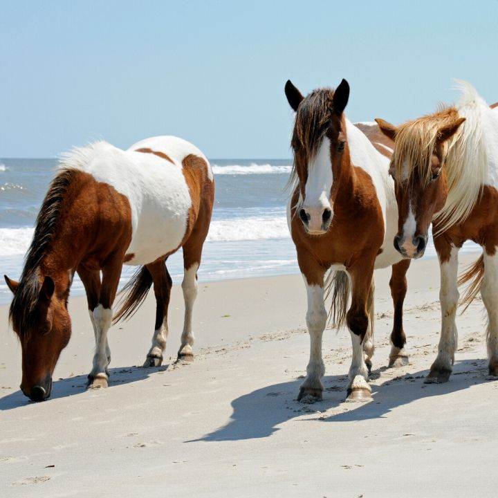 Wild horses on Assateague Island beach