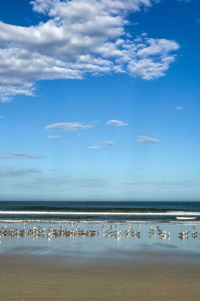 Birds along Daytona Beach.