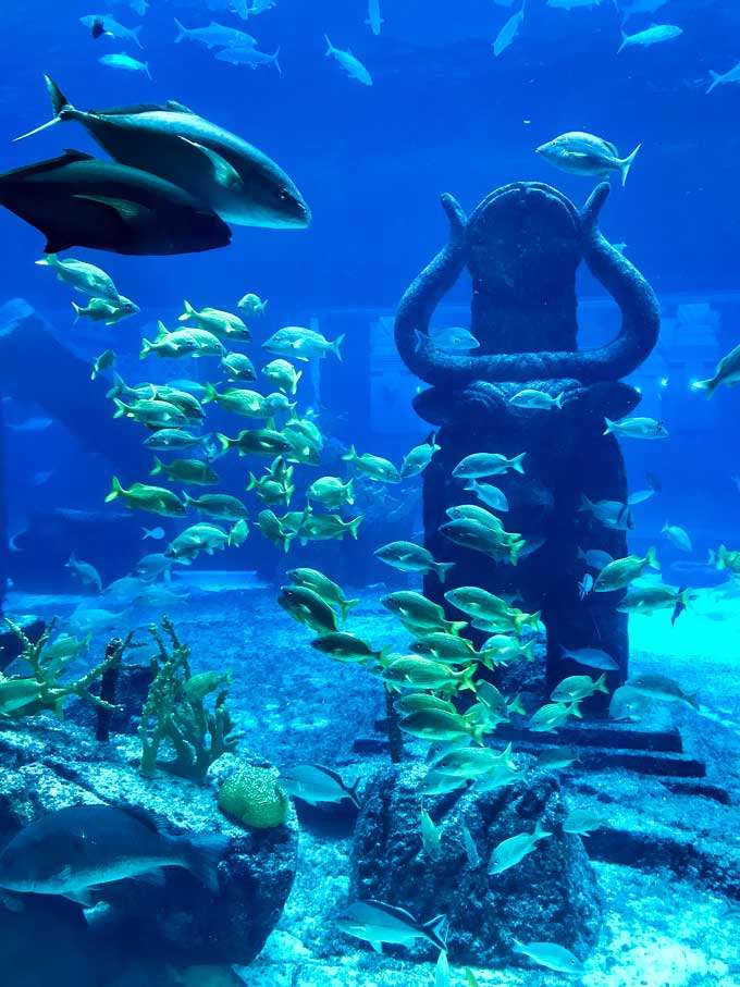 Atlantis aquarium in the Bahamas - Coastal Wandering