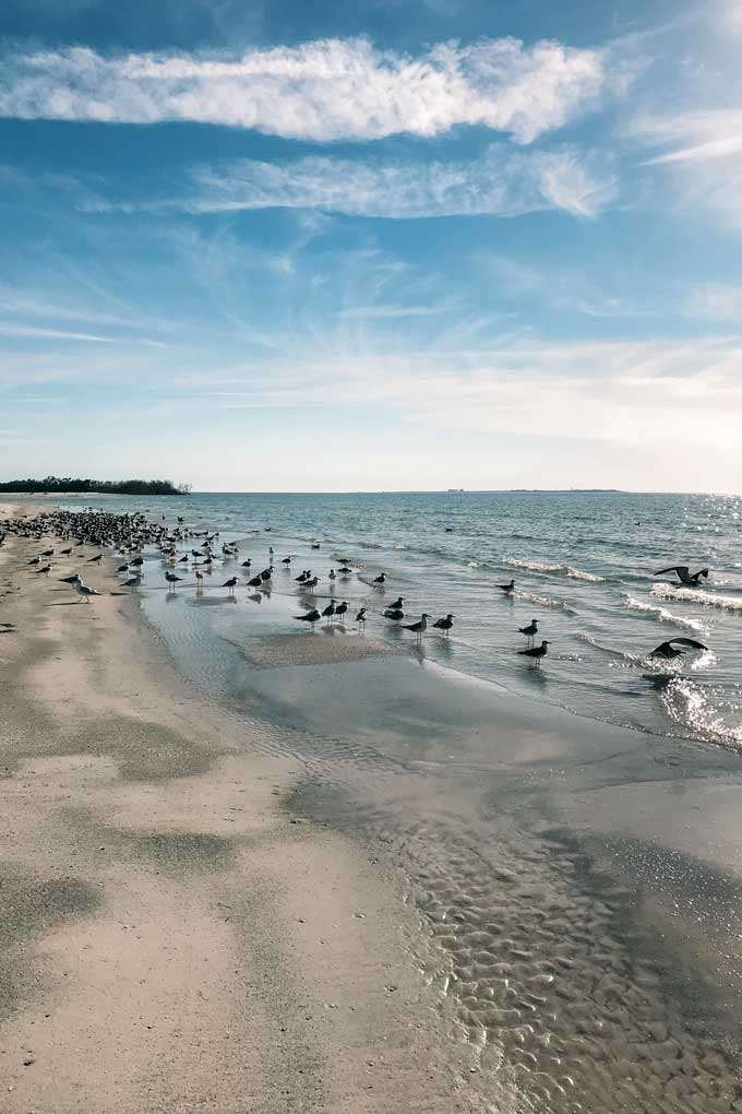 St. Petersburg Florida Fort De Soto Beach Birds - Coastal Wandering