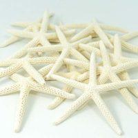 White Finger Starfish 
