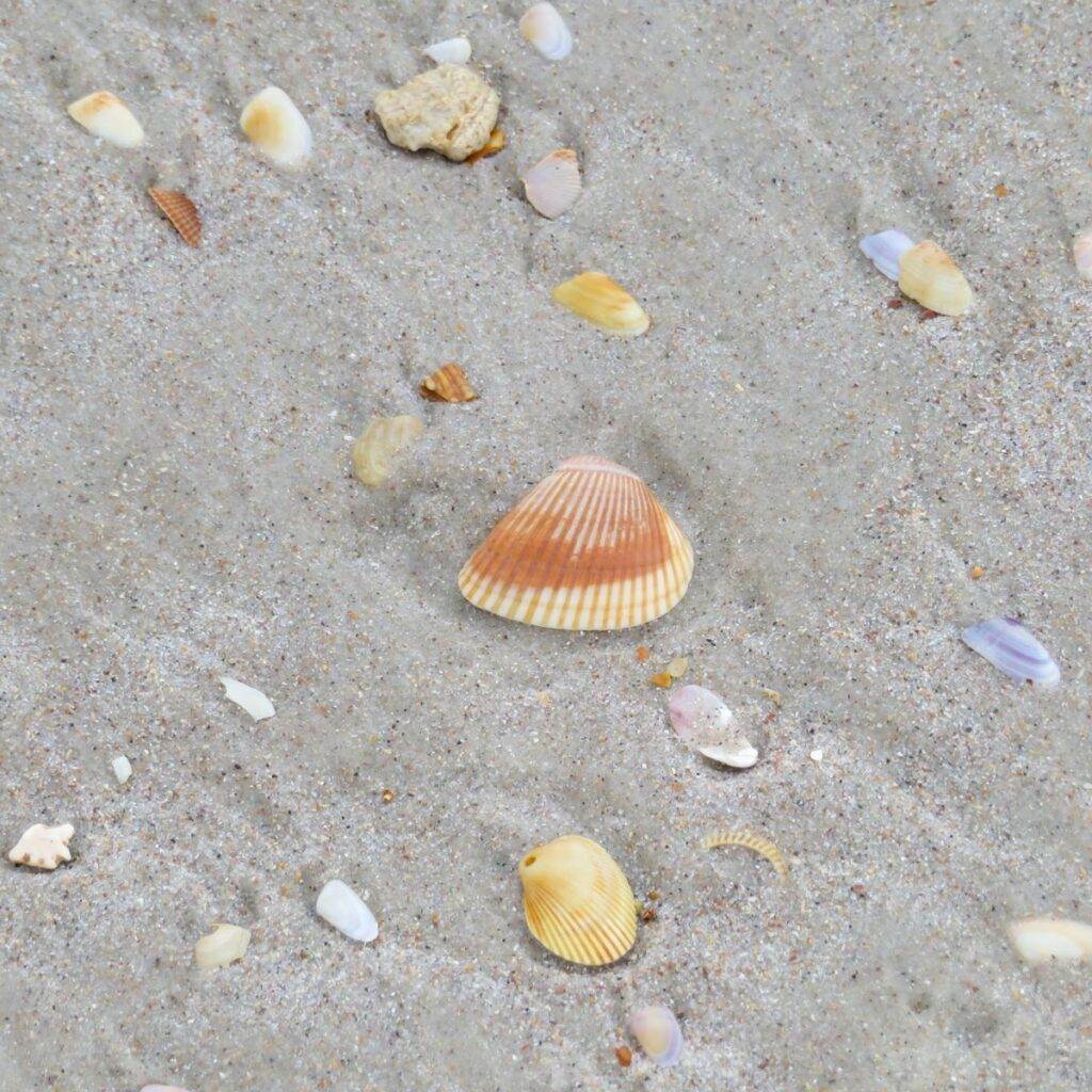 Seashells on the beach