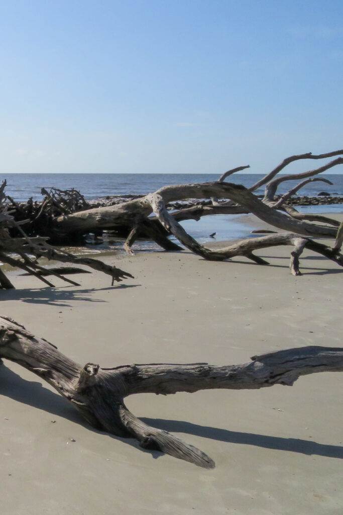 Driftwood Beach - Jekyll Island, GA