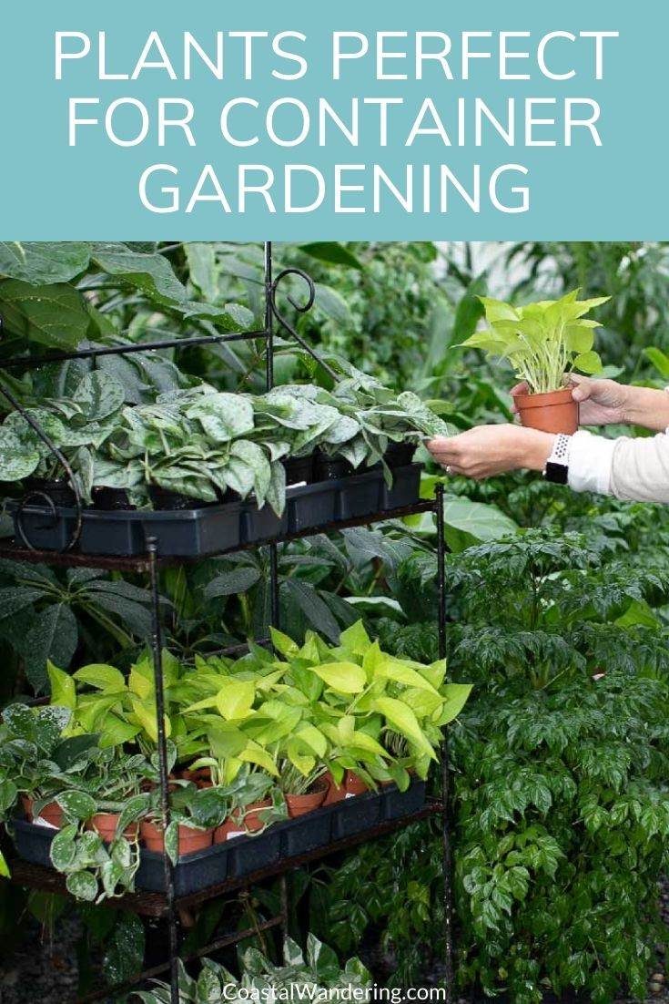 12 Easy To Grow Plants Perfect For Container Gardening