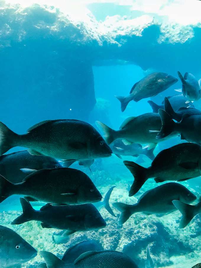 School of fish underwater