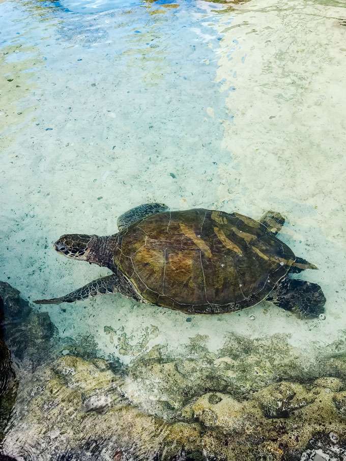 Sea turtle swimming