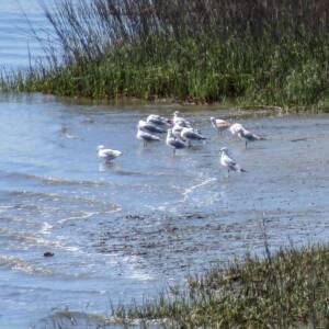 Butterbean Beach: Savannah GA Hidden Gem Only Locals Know About ...