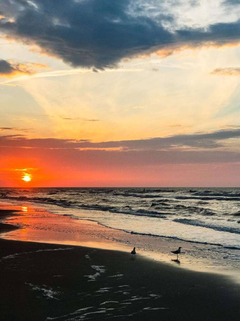 Birds on beach at sunrise