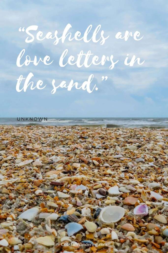 Seashells are love letters in the sand.