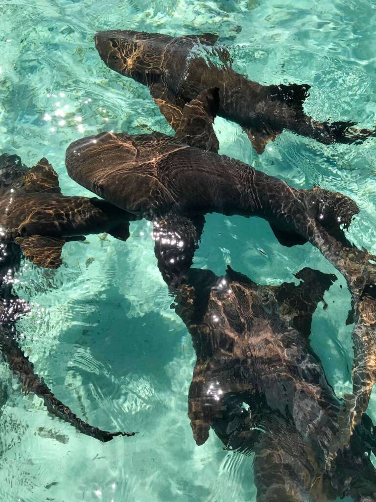 Nurse sharks