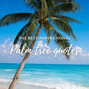The best inspirational palm tree quotes