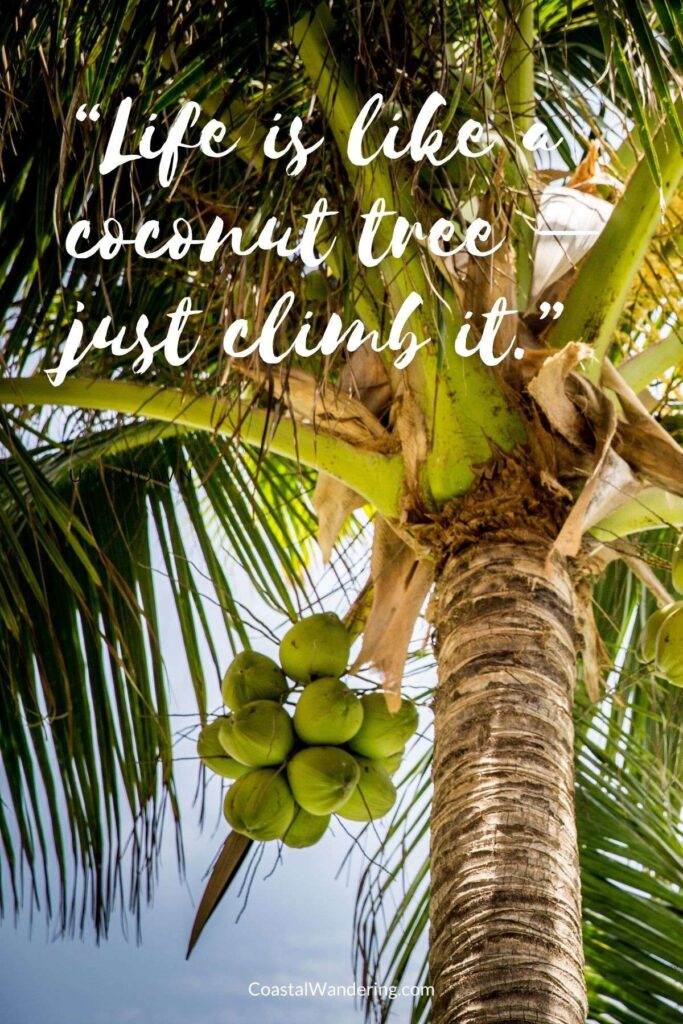 “Life is like a coconut tree – just climb it.” 