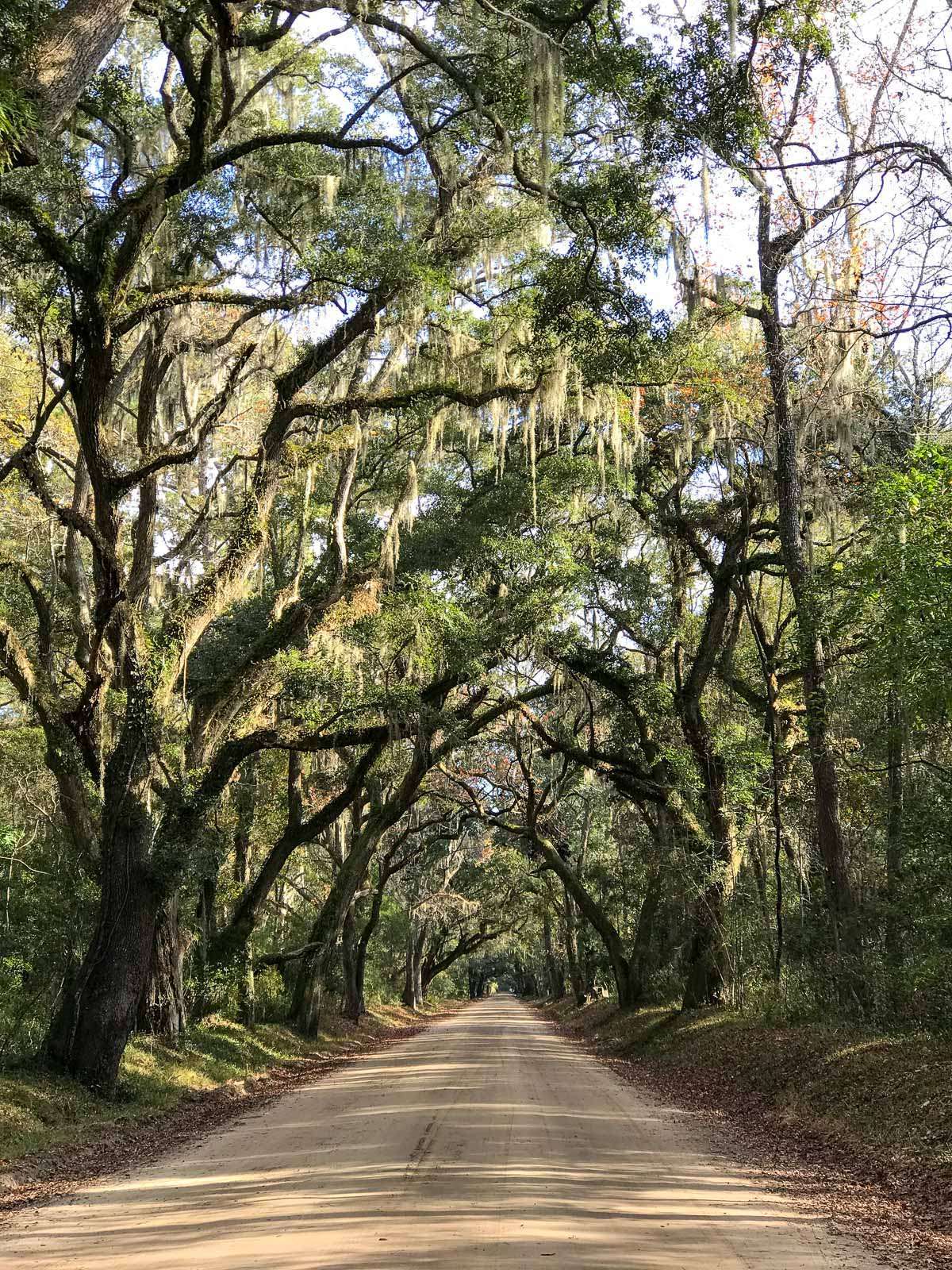 Tree lined entrance to Botany Bay WMA