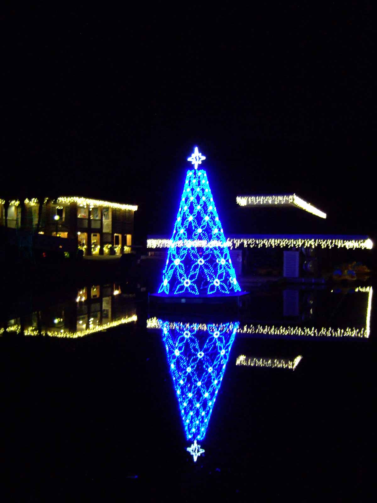 Blue Christmas tree lights reflected on water
