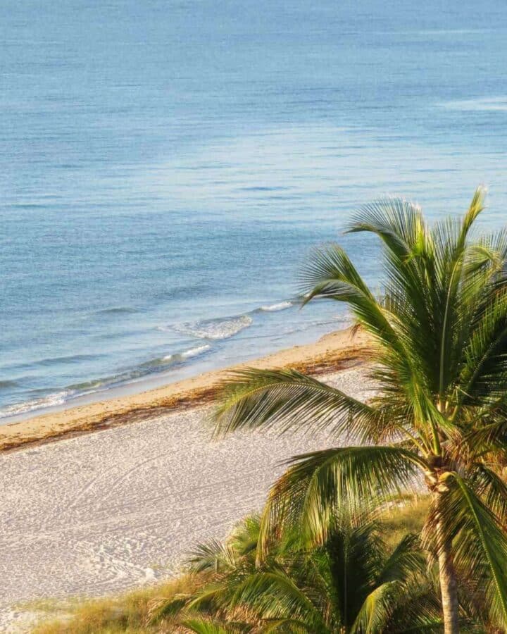 South Florida beach overlooking palm trees