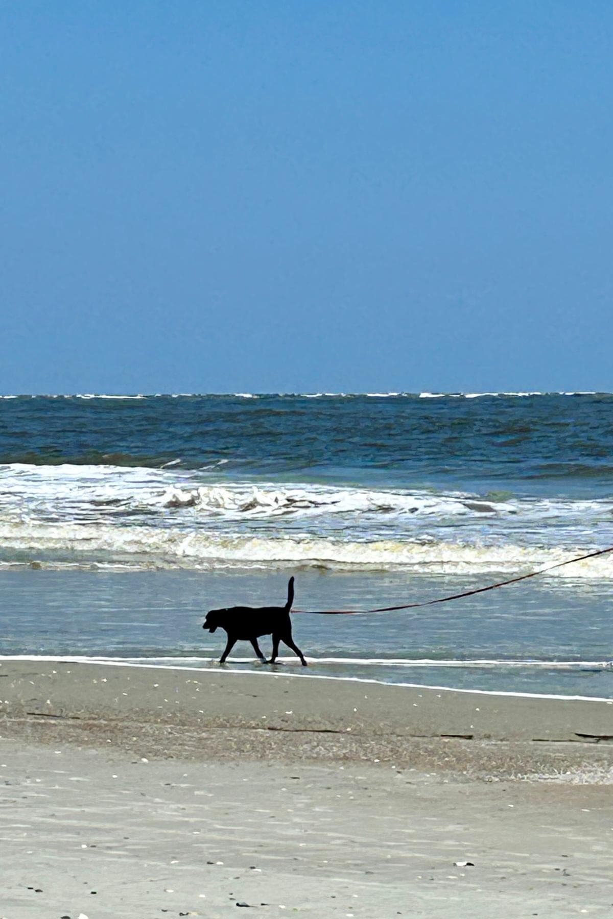 Dog walking on beach