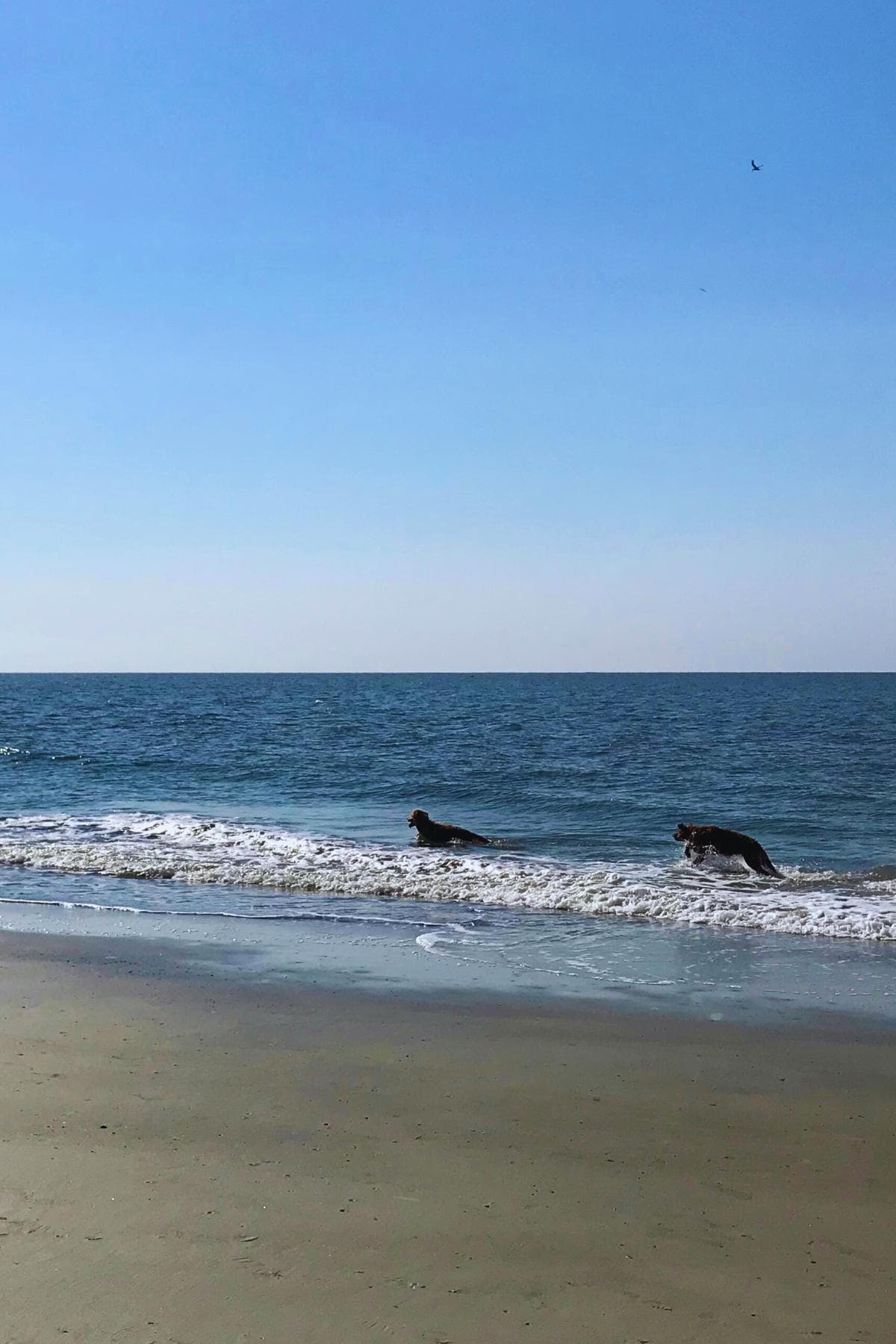 Dogs playing in surf