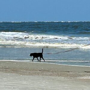 Dog walking on beach