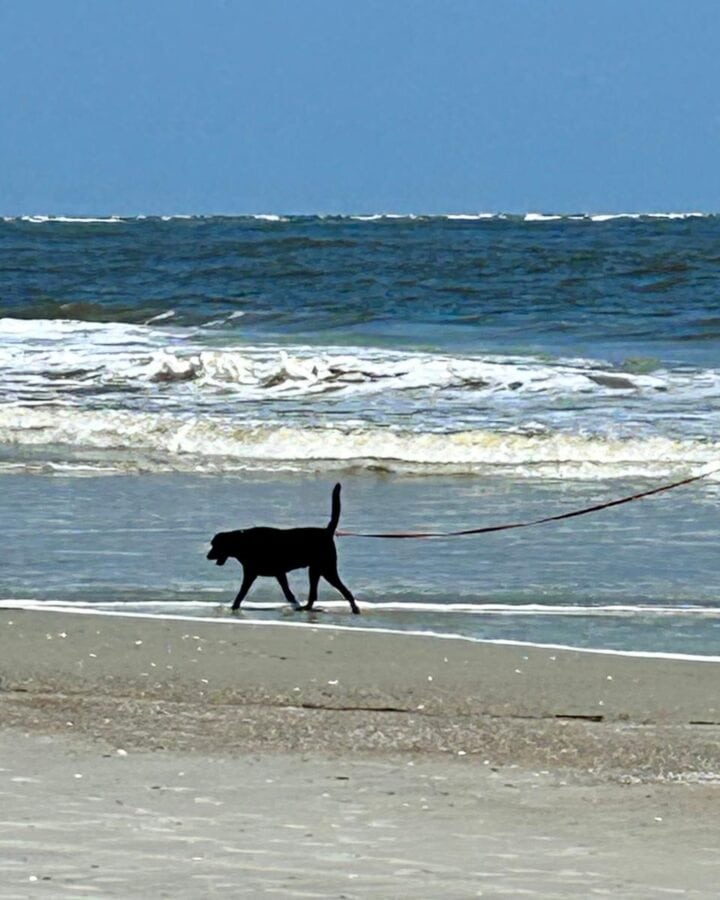 Dog walking on beach