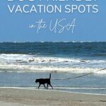 Dog friendly vacation spots in the USA